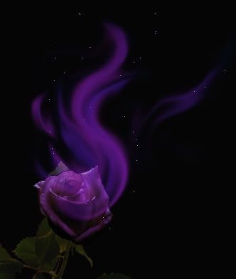 purple_rose.jpg picture by christine_derbyshire