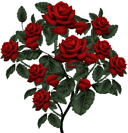 redrose81.gif picture by christine_derbyshire