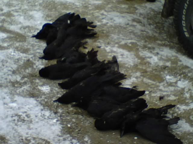crows.jpg