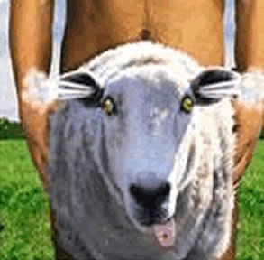 sheep.jpg