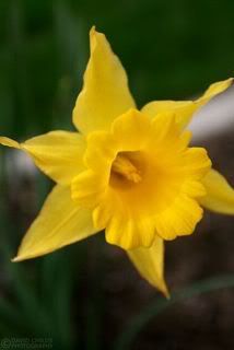 Daffodil.jpg