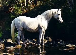 whitehorse.jpg