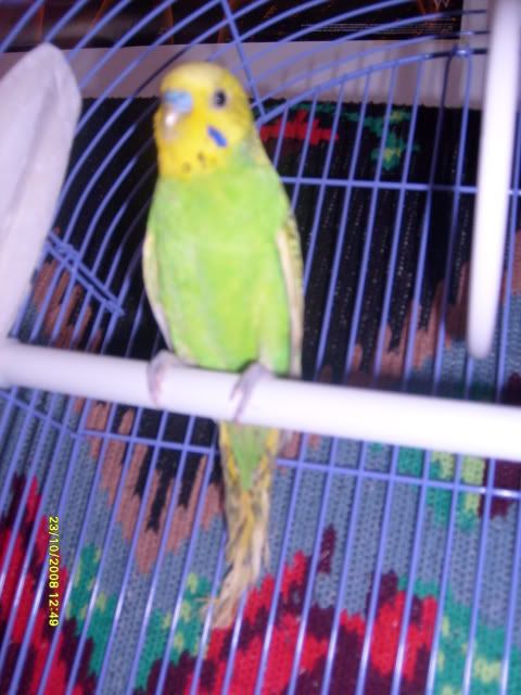http://i267.photobucket.com/albums/ii307/bebe_mik/Cipi14.jpg