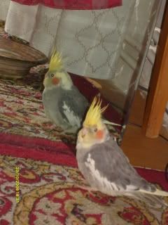 http://i267.photobucket.com/albums/ii307/bebe_mik/S6303907.jpg