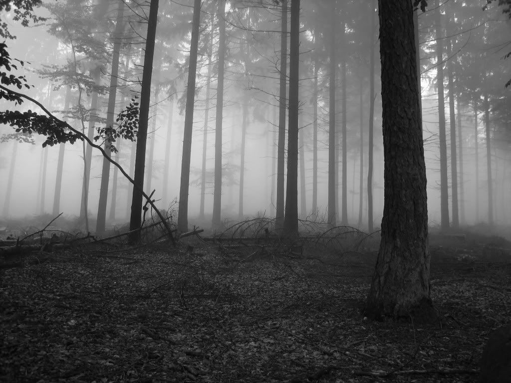 foggy_forest_1_2592.jpg