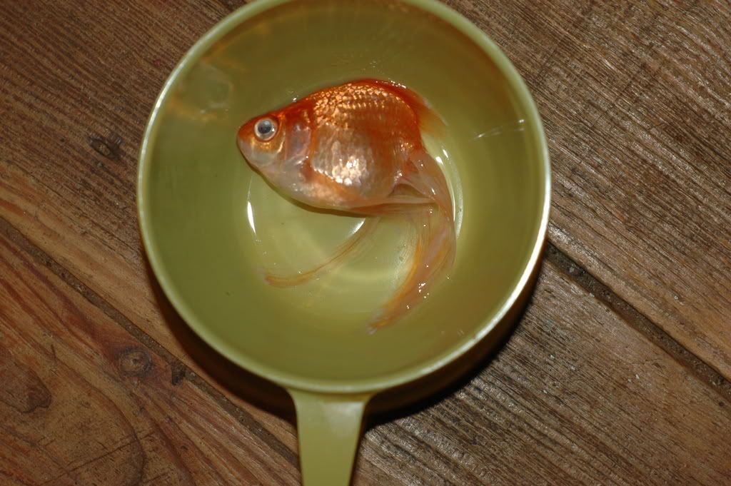 my pet goldfish...