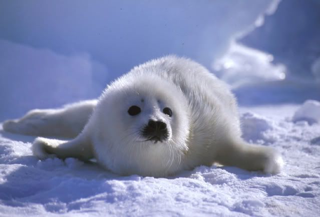 babyseal.jpg