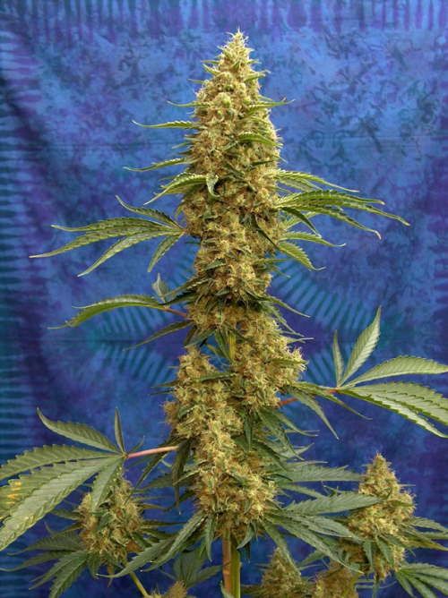 pictures of weed plants. Big Weed Plant Graphics Code