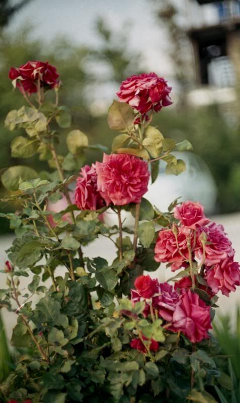 Roses_zps4f911a2a.jpg