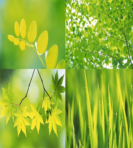 Green Leaves Widescreen Wallpapers