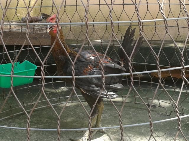 HCM Cần bán gà con peru RẶC  và lồng T Q +tổ đẻ nuôi chim yến phụng! - 6