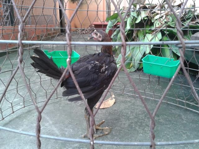 HCM Cần bán gà con peru RẶC  và lồng T Q +tổ đẻ nuôi chim yến phụng! - 7