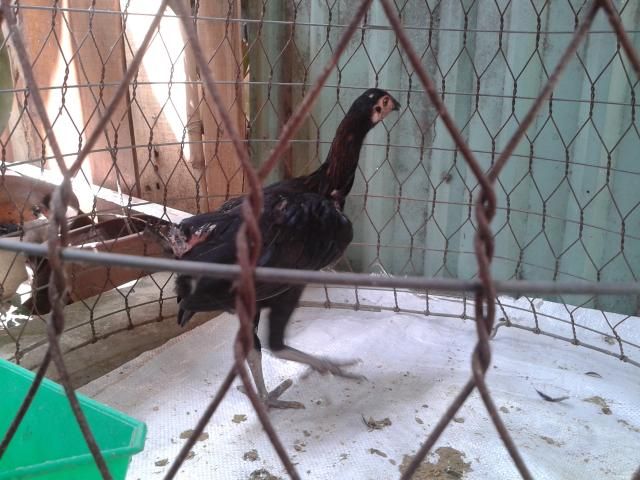 HCM Cần bán gà con peru RẶC  và lồng T Q +tổ đẻ nuôi chim yến phụng! - 5