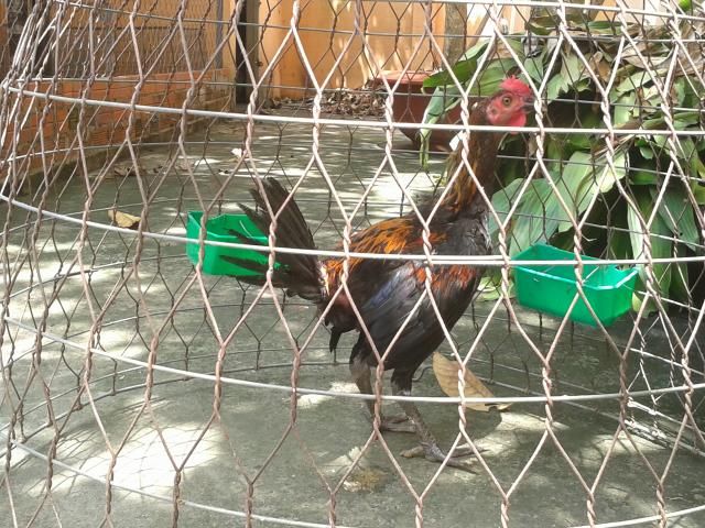 HCM Cần bán gà con peru RẶC  và lồng T Q +tổ đẻ nuôi chim yến phụng! - 4
