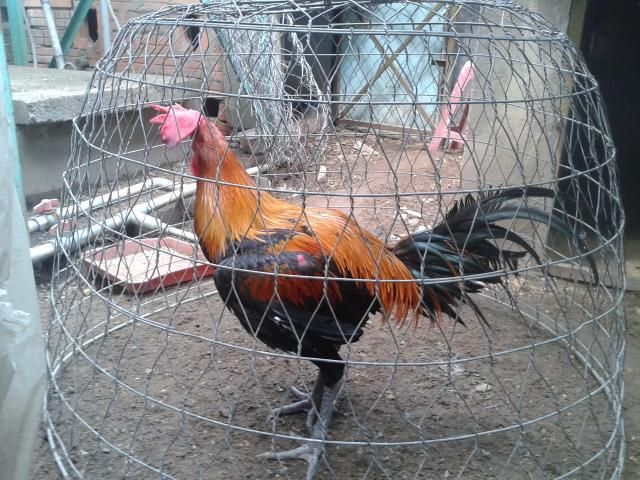 HCM Cần bán gà con peru RẶC  và lồng T Q +tổ đẻ nuôi chim yến phụng!