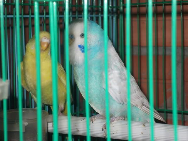 Cần bán chim yến phụng giống sinh sản và tổ cho chim yến đẻ! Cần bán chim yến phụng giống sinh sản và tổ cho chim yến đẻ!