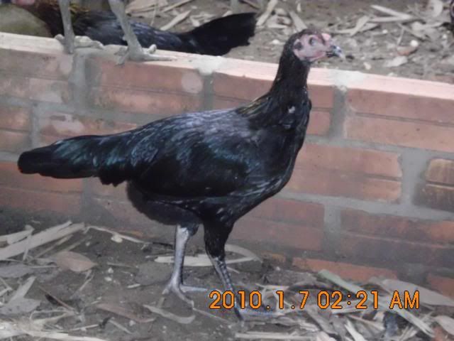 HCM Cần bán gà con peru RẶC  và lồng T Q +tổ đẻ nuôi chim yến phụng! - 2