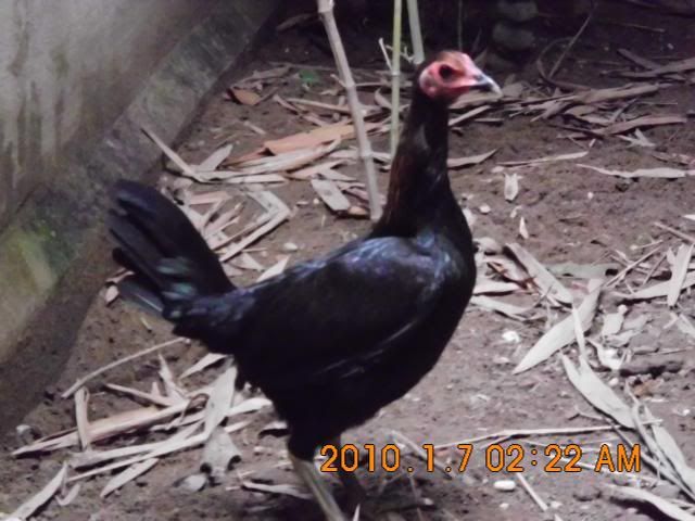 HCM Cần bán gà con peru RẶC  và lồng T Q +tổ đẻ nuôi chim yến phụng! - 4