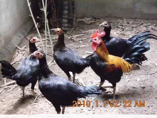 HCM Cần bán gà con peru RẶC  và lồng T Q +tổ đẻ nuôi chim yến phụng! - 6