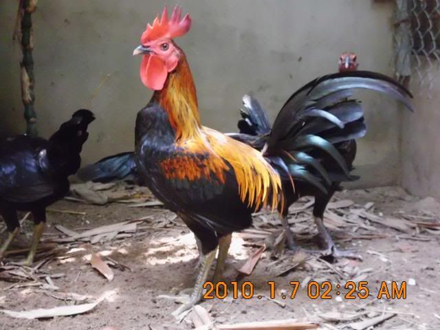 HCM Cần bán gà con peru RẶC  và lồng T Q +tổ đẻ nuôi chim yến phụng!