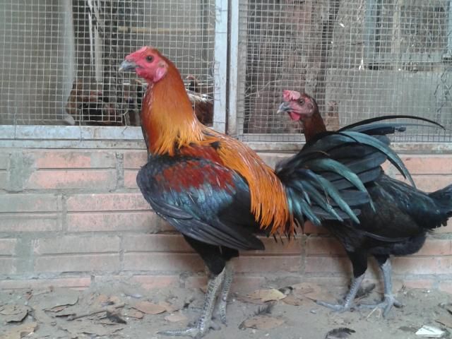 HCM Cần bán gà peru navajero lưng gù!