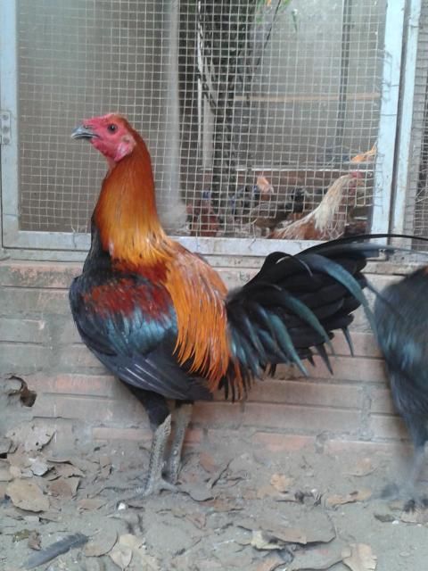 HCM cần bán gà tre mỹ! GIá rẻ........ - 5