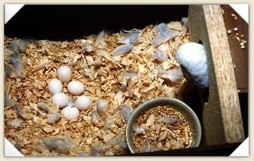 Cần bán chim yến phụng giống sinh sản và tổ cho chim yến đẻ! Cần bán chim yến phụng giống sinh sản và tổ cho chim yến đẻ!