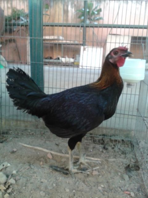 HCM cần bán gà tre mỹ! GIá rẻ........ - 7