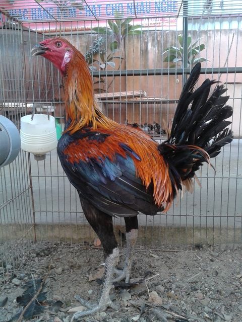 HCM Cần bán gà Peru nọc cho A/E đam mê ( Giá Siêu Rẻ........đủ mọi lứa tuổi luôn.) - 1