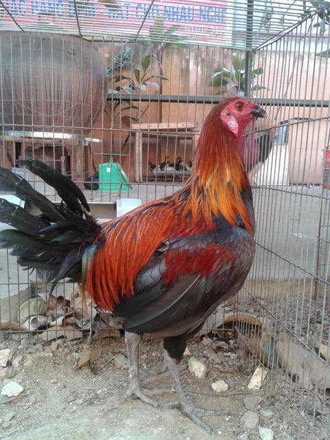 HCM Cần bán gà Peru nọc cho A/E đam mê ( Giá Siêu Rẻ........đủ mọi lứa tuổi luôn.) - 2