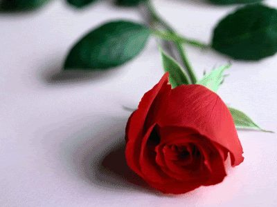 Rose Pictures, Images and Photos