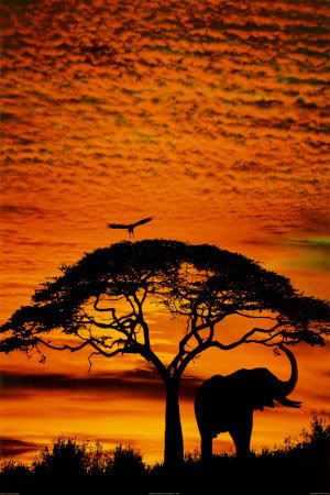 African Skies Pictures, Images and Photos