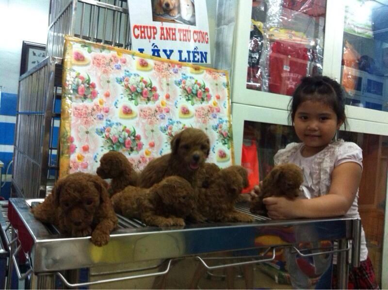 HCM - QUẬN 12 TOY POODLE 2tháng tuổi giá cạnh tranh - 1