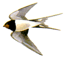 Swallow Pictures, Images and Photos