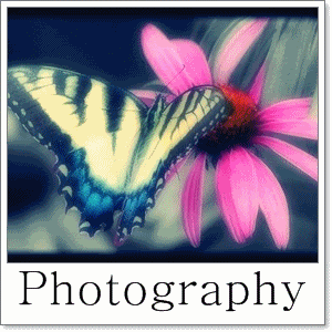 PHOTOGRAPHY Pictures, Images and Photos