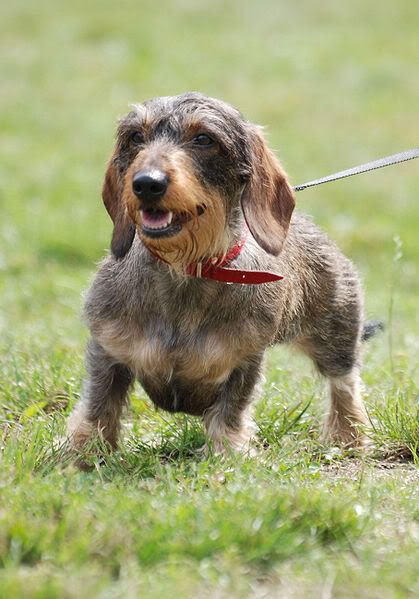 long haired dachshund black. long haired dachshund black