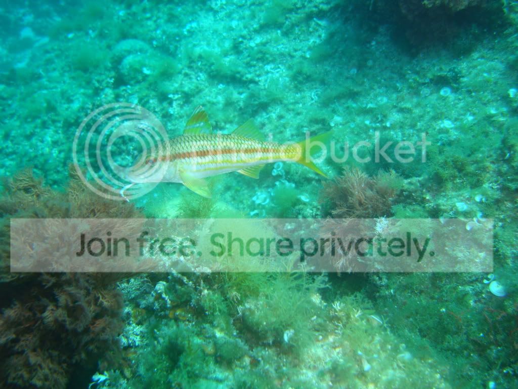 http://i267.photobucket.com/albums/ii283/bmb-63/DSC03705.jpg