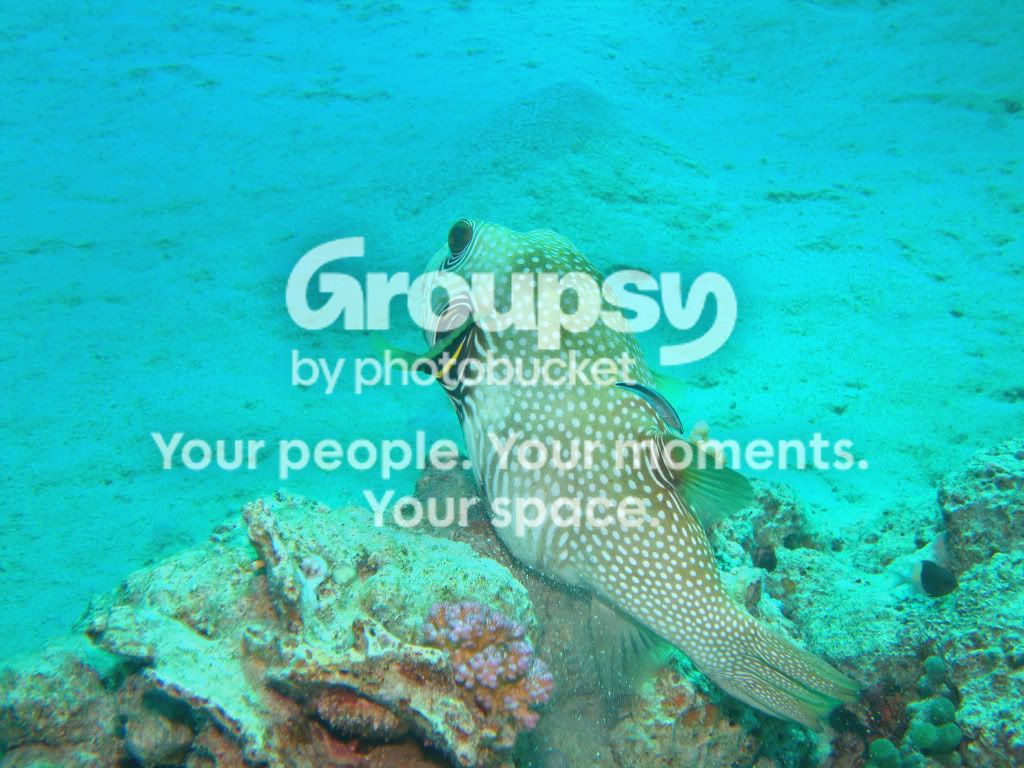 http://i267.photobucket.com/albums/ii283/bmb-63/DSC03770.jpg