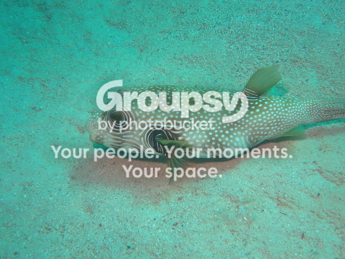 http://i267.photobucket.com/albums/ii283/bmb-63/DSC03772.jpg