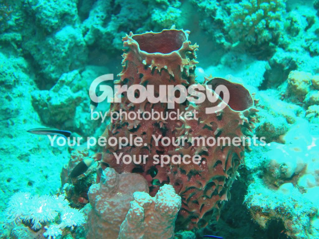 http://i267.photobucket.com/albums/ii283/bmb-63/DSC03783.jpg