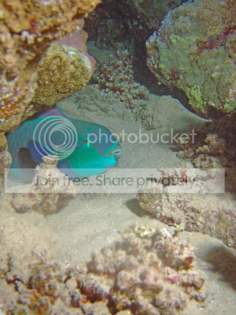 http://i267.photobucket.com/albums/ii283/bmb-63/DSC03848.jpg