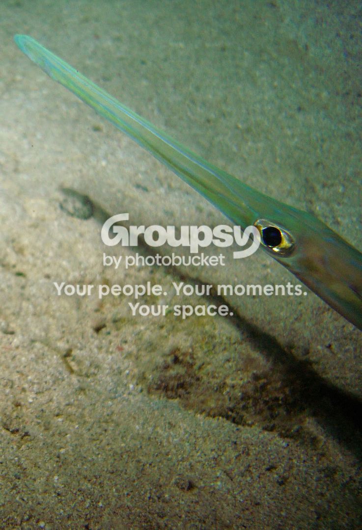 http://i267.photobucket.com/albums/ii283/bmb-63/DSC04219.jpg