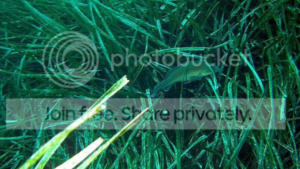 http://i267.photobucket.com/albums/ii283/bmb-63/DSC05097.jpg
