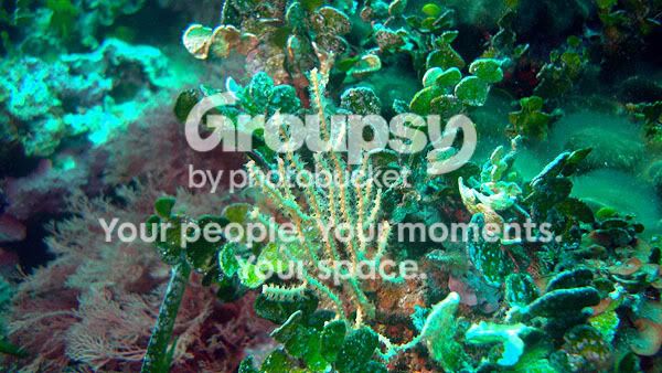 http://i267.photobucket.com/albums/ii283/bmb-63/DSC05107.jpg