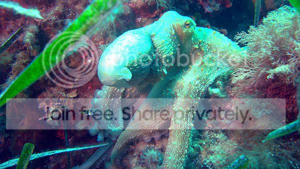 http://i267.photobucket.com/albums/ii283/bmb-63/DSC05189.jpg