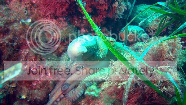 http://i267.photobucket.com/albums/ii283/bmb-63/DSC05190.jpg