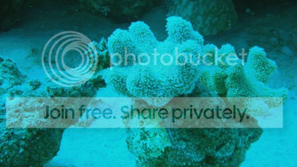 http://i267.photobucket.com/albums/ii283/bmb-63/DSC05490.jpg