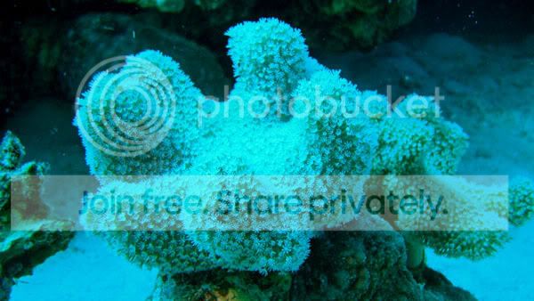 http://i267.photobucket.com/albums/ii283/bmb-63/DSC05491.jpg