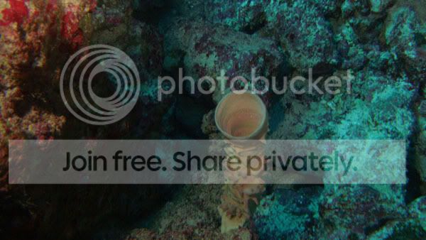 http://i267.photobucket.com/albums/ii283/bmb-63/DSC05767_zps9bee54eb.jpg