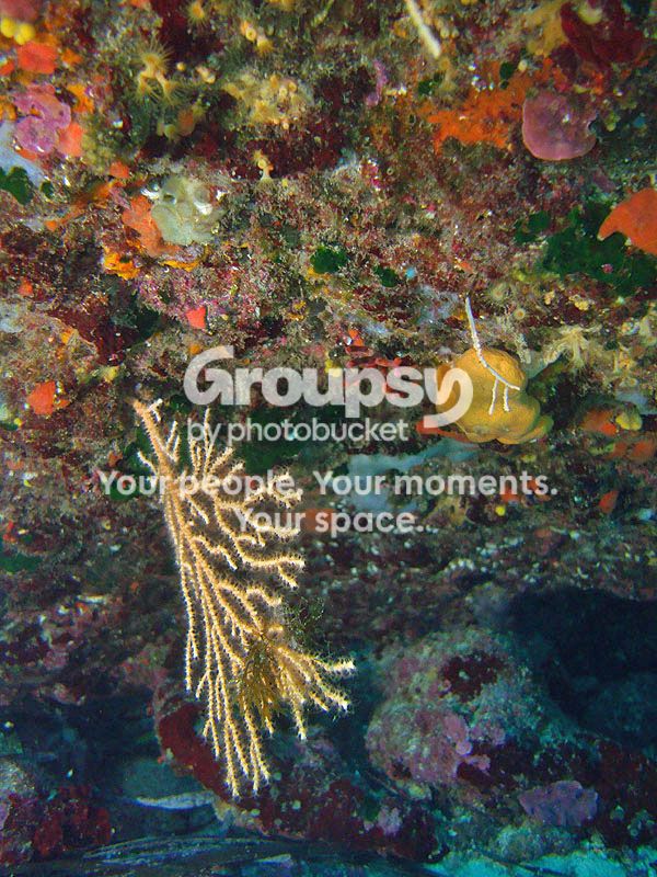 http://i267.photobucket.com/albums/ii283/bmb-63/poissons/DSC06549_zpse410e2af.jpg
